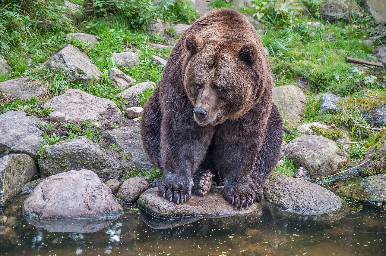 Bear stone. Камчатский бурый медведь. Камчатский бурый медведь на Камне. Медведь камень.